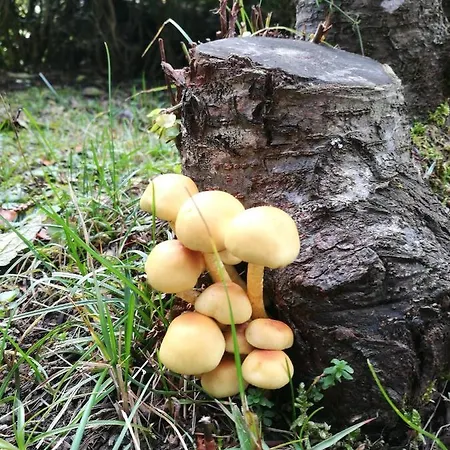 De Thierry Santa Maria del Taro