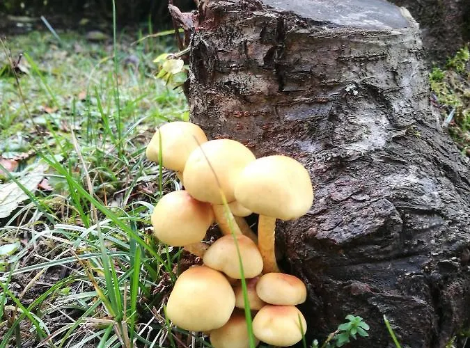 De Thierry Santa Maria del Taro